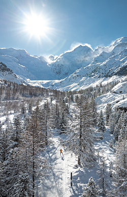 Langläufer auf verschneiter Loipe im Val Morteratsch bei Pontresina mit schneebedeckten Lärchen und imposantem Bergpanorama