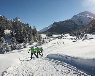 Drei Langläufer in grünen Jacken auf einer präparierten Loipe in Pontresina mit verschneiten Tannen und imposantem Bergpanorama