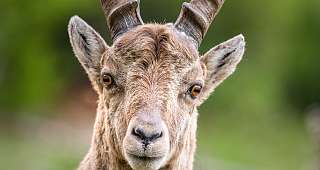 Sunstar Swiss Hotel Collection - Pontresina - Steinbock 1