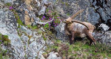 Uno stambecco in montagna